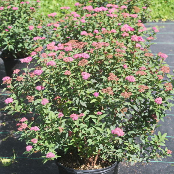 Спирея Суперстар (Superstar) купить с доставкой