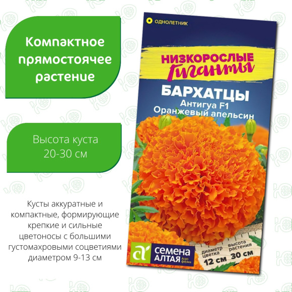 Бархатцы Антигуа Оранжевый апельсин [Семена алтая] купить с доставкой