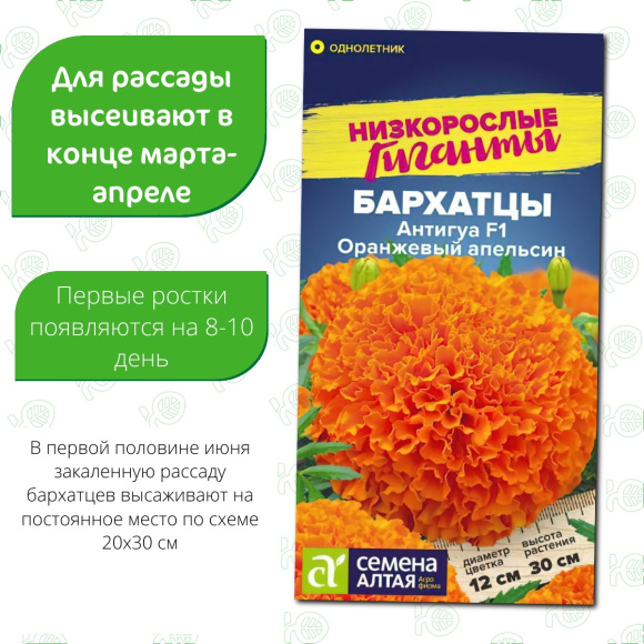 Бархатцы Антигуа Оранжевый апельсин [Семена алтая] купить с доставкой