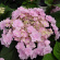 Гортензия Ю энд Ми Фореве (You and Me Forever) крупнолистная купить с доставкой