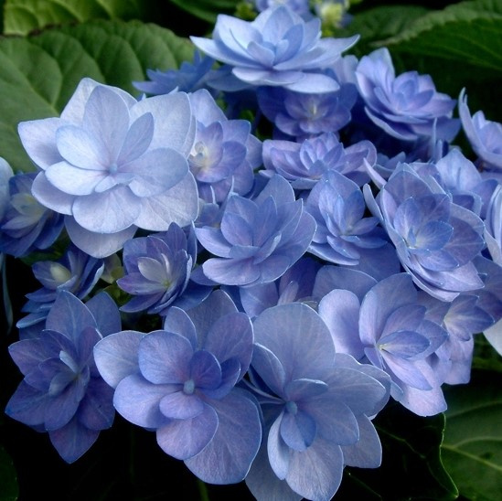 Гортензия Ю энд Ми Фореве (You and Me Forever) крупнолистная купить с доставкой