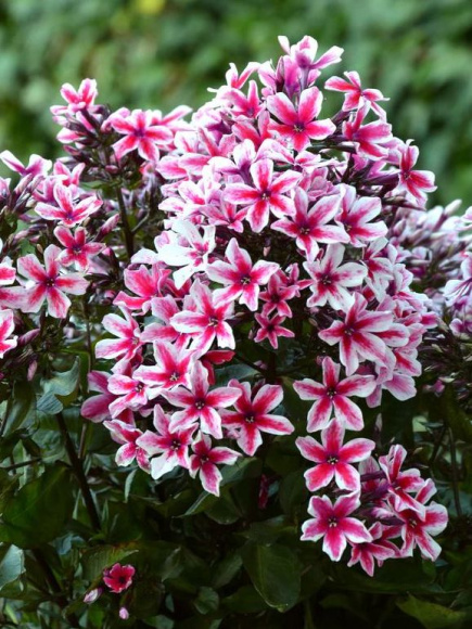 Флокс Пальмира (Palmyra) купить с доставкой