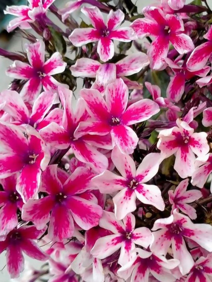 Флокс Пальмира (Palmyra) купить с доставкой