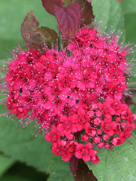 Спирея Дабл Плей Дузи (Double Play Doozie) купить с доставкой