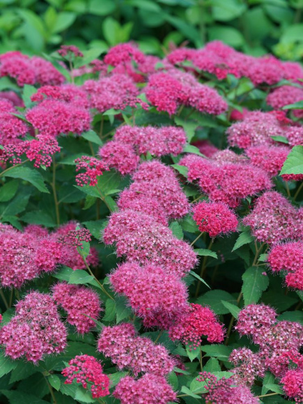 Спирея Дабл Плей Дузи (Double Play Doozie) купить с доставкой