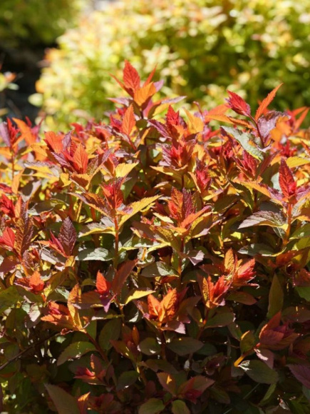 Спирея Дабл Плей Дузи (Double Play Doozie) купить с доставкой