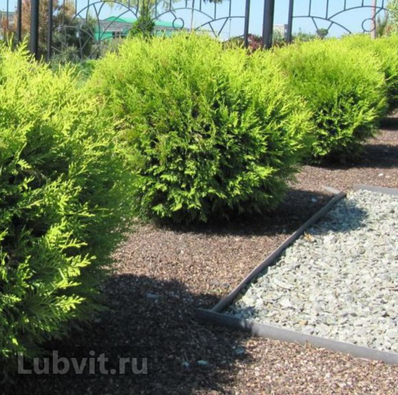 Туя Глобоза (Globosa) купить с доставкой