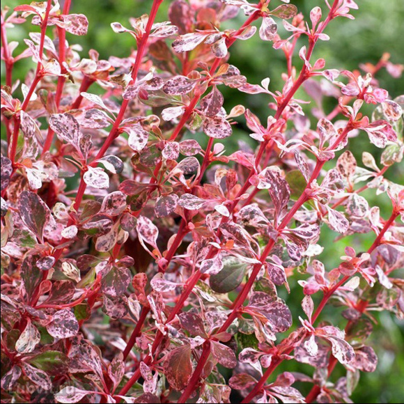 Барбарис Арлекин (Harlequin) купить с доставкой