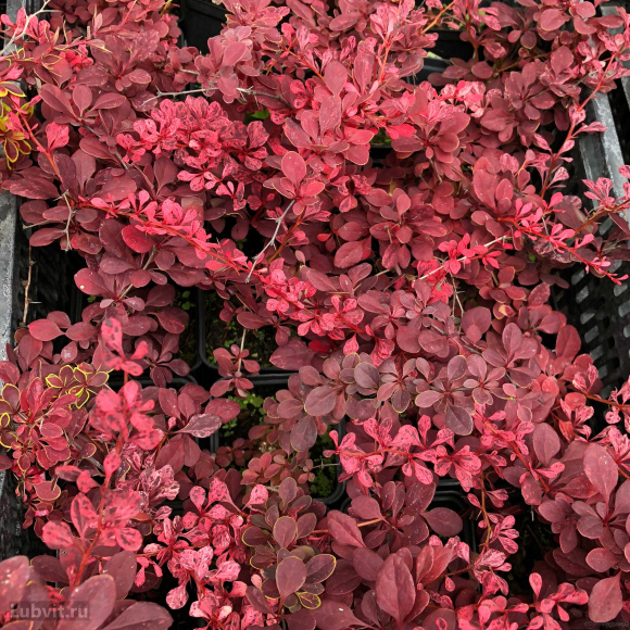 Барбарис Арлекин (Harlequin) купить с доставкой