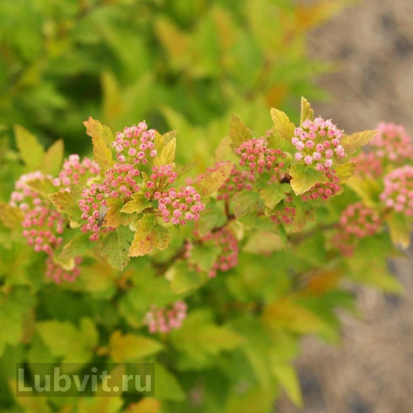 Пузыреплодник Тайни Вайн (Tiny Wine) купить с доставкой