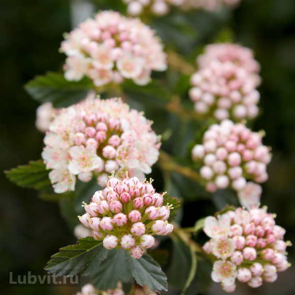 Пузыреплодник Тайни Вайн (Tiny Wine) купить с доставкой