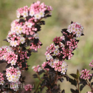 Пузыреплодник Тайни Вайн (Tiny Wine)