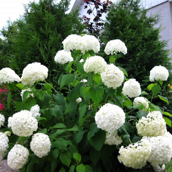 Гортензия Уайт Болл (White Ball) древовидная купить с доставкой