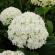 Гортензия Уайт Болл (White Ball) древовидная купить с доставкой
