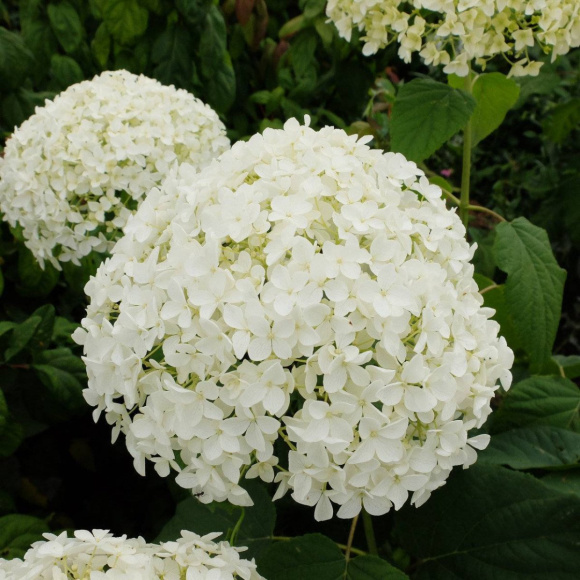 Гортензия Уайт Болл (White Ball) древовидная купить с доставкой