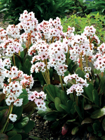 Бадан Драгонфлай Энджел Кисс (Dragonfly Angel Kiss) купить с доставкой