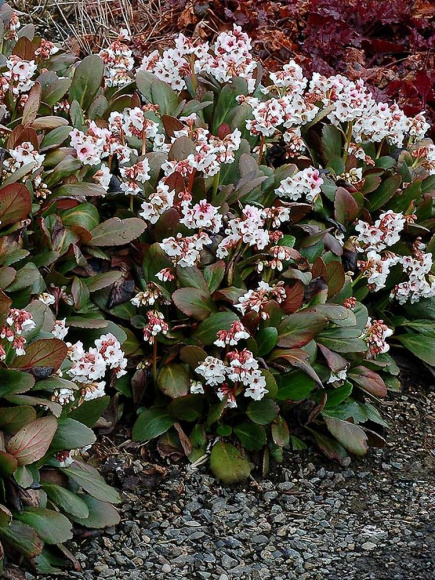 Бадан Драгонфлай Энджел Кисс (Dragonfly Angel Kiss) купить с доставкой