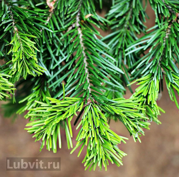 Пихта сибирская (Abies sibirica) купить с доставкой
