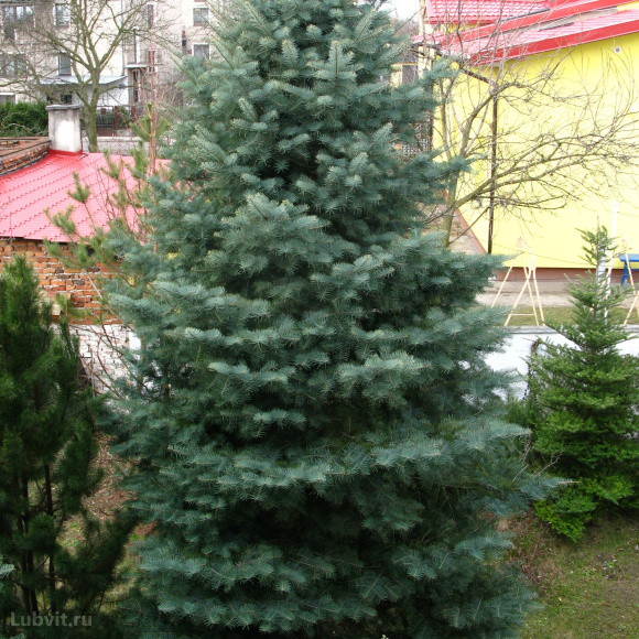 Пихта Конколор (CONCOLOR) купить с доставкой