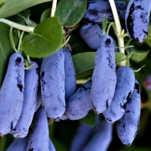 Жимолость Бакчарский Великан купить с доставкой