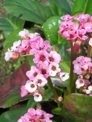 Бадан Бах (Bach)