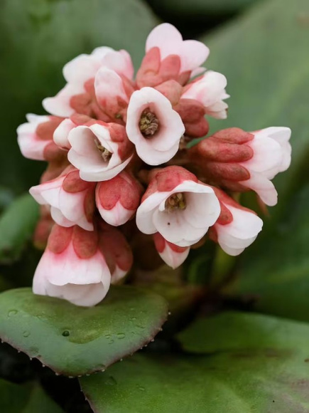 Бадан Бах (Bach) купить с доставкой