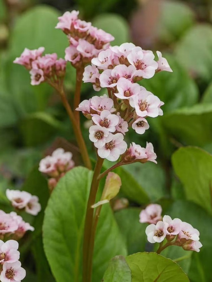 Бадан Бах (Bach) купить с доставкой