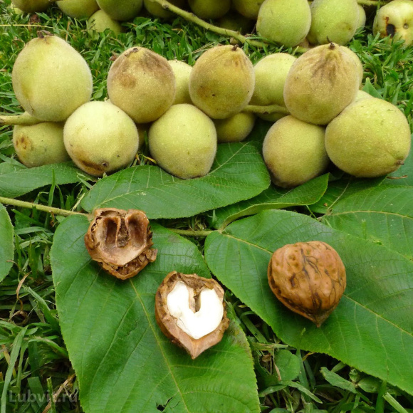 Орех маньчжурский Максим (Maxim) купить с доставкой