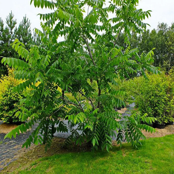 Орех маньчжурский Максим (Maxim) купить с доставкой