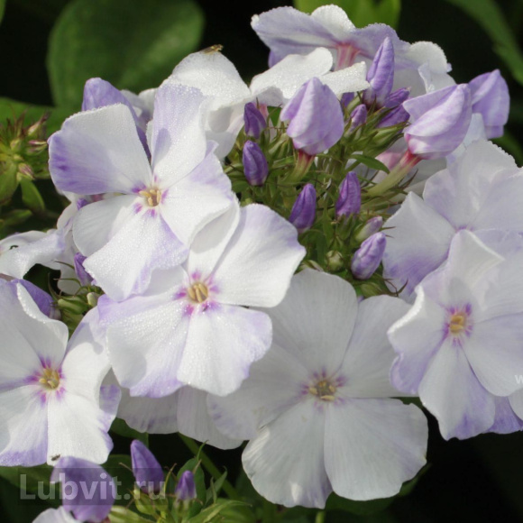 Флокс Новинка купить с доставкой