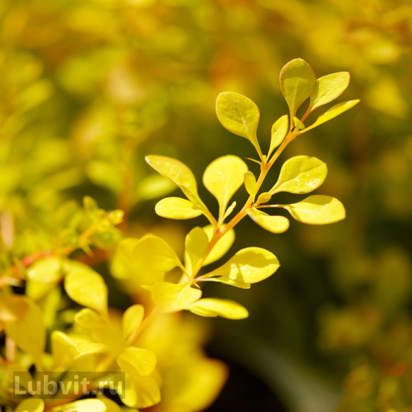 Барбарис Мария (Maria) купить с доставкой