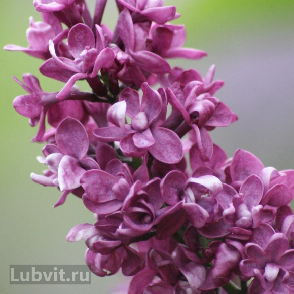 Сирень Шарль Жоли (Charles Joly) купить с доставкой