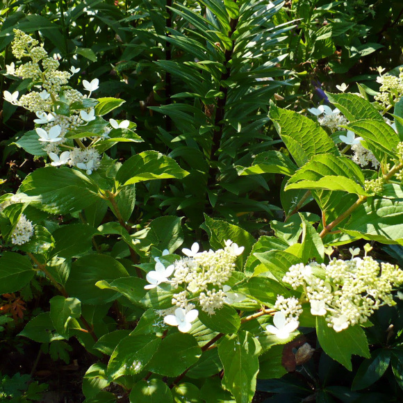 Гортензия Вайт Голиаф (White Goliath) метельчатая купить с доставкой