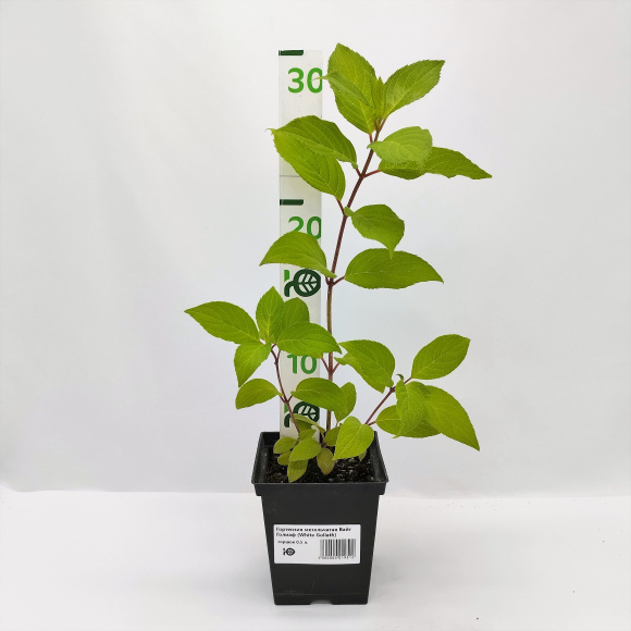 Гортензия Вайт Голиаф (White Goliath) метельчатая купить с доставкой