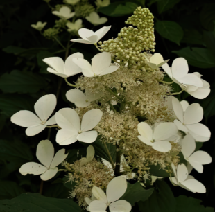Гортензия Вайт Голиаф (White Goliath) метельчатая