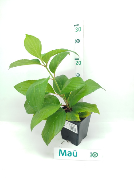 Гортензия Вайт Голиаф (White Goliath) метельчатая купить с доставкой