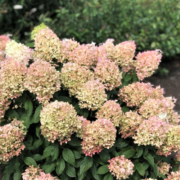 Гортензия Жемчужина Фестиваля (Perle de Festival) метельчатая купить с доставкой