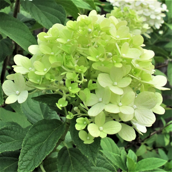 Гортензия Жемчужина Фестиваля (Perle de Festival) метельчатая купить с доставкой