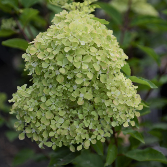 Гортензия Жемчужина Фестиваля (Perle de Festival) метельчатая купить с доставкой