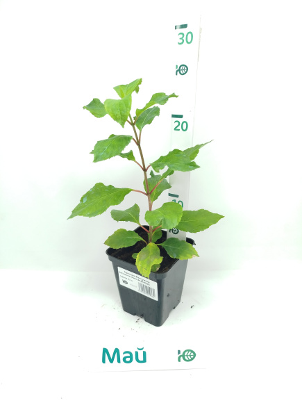 Гортензия Жемчужина Фестиваля (Perle de Festival) метельчатая купить с доставкой