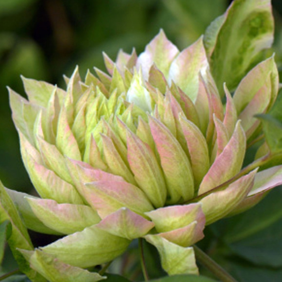 Клематис Сен-но-казе (Sen-no-kaze) купить с доставкой