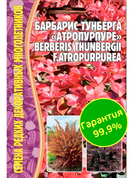 Барбарис Тунберга Атропурпурея [Семена редких растений] купить с доставкой