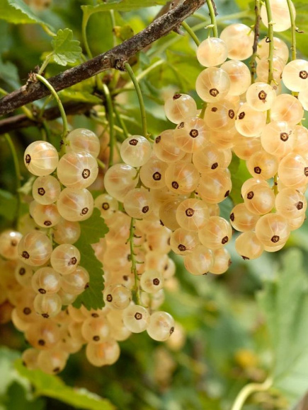 Смородина белая Баяна купить с доставкой