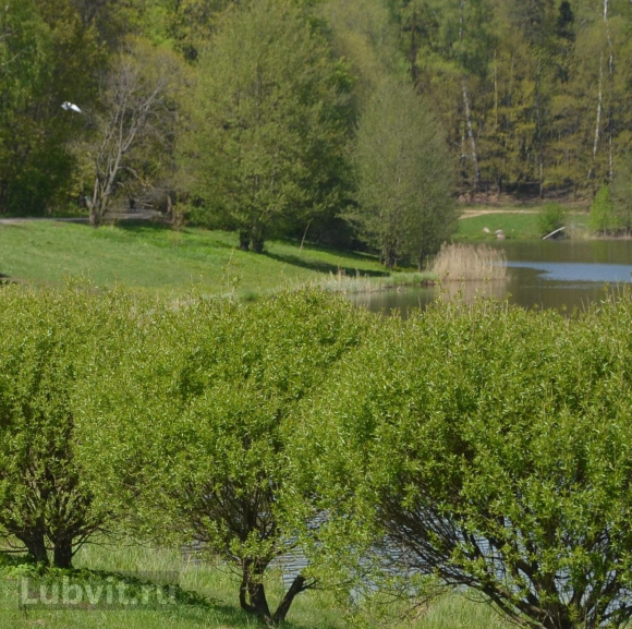 Ива Нана (Nana) купить с доставкой