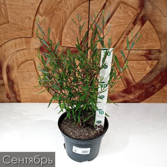 Ива Нана (Nana) купить с доставкой