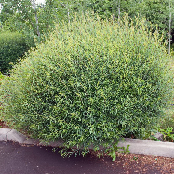 Ива Нана (Nana) купить с доставкой