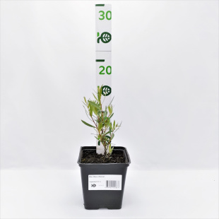 Ива Нана (Nana)