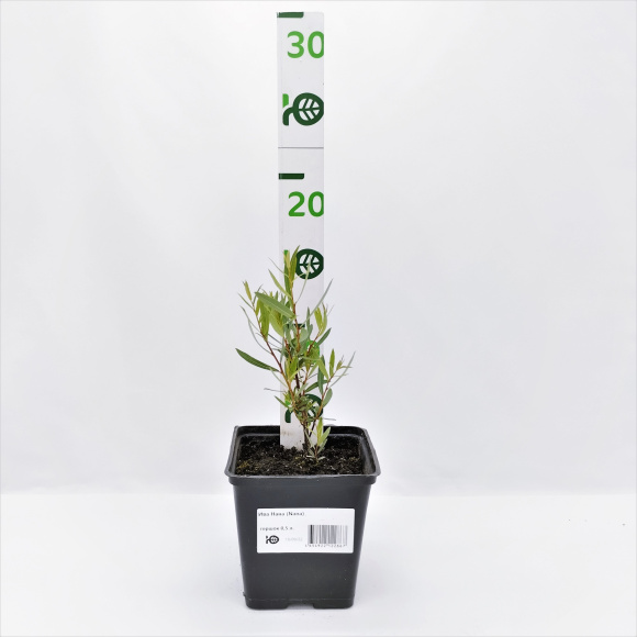 Ива Нана (Nana) купить с доставкой