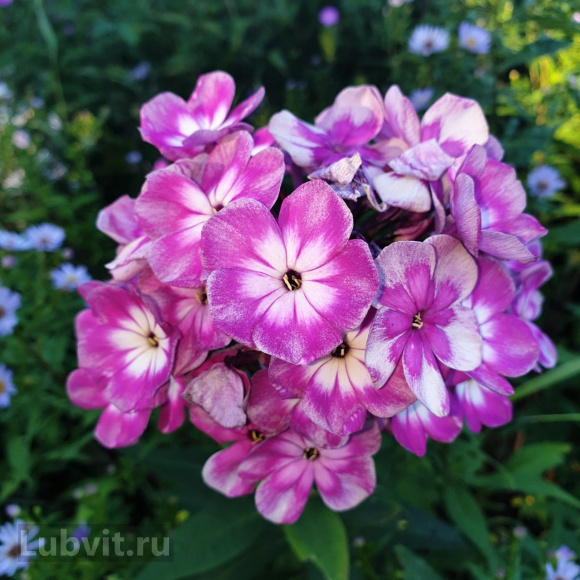 Флокс Конек-Горбунок купить с доставкой