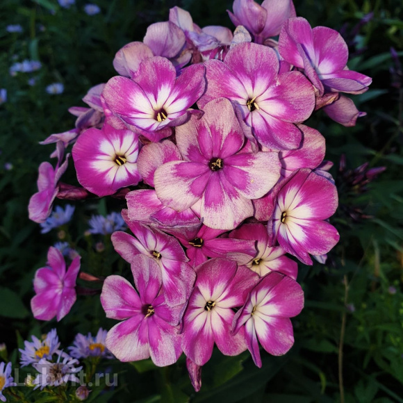 Флокс Конек-Горбунок купить с доставкой